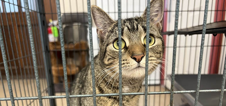 Adoptions are the name of the game in 2024 for the Chenango SPCA